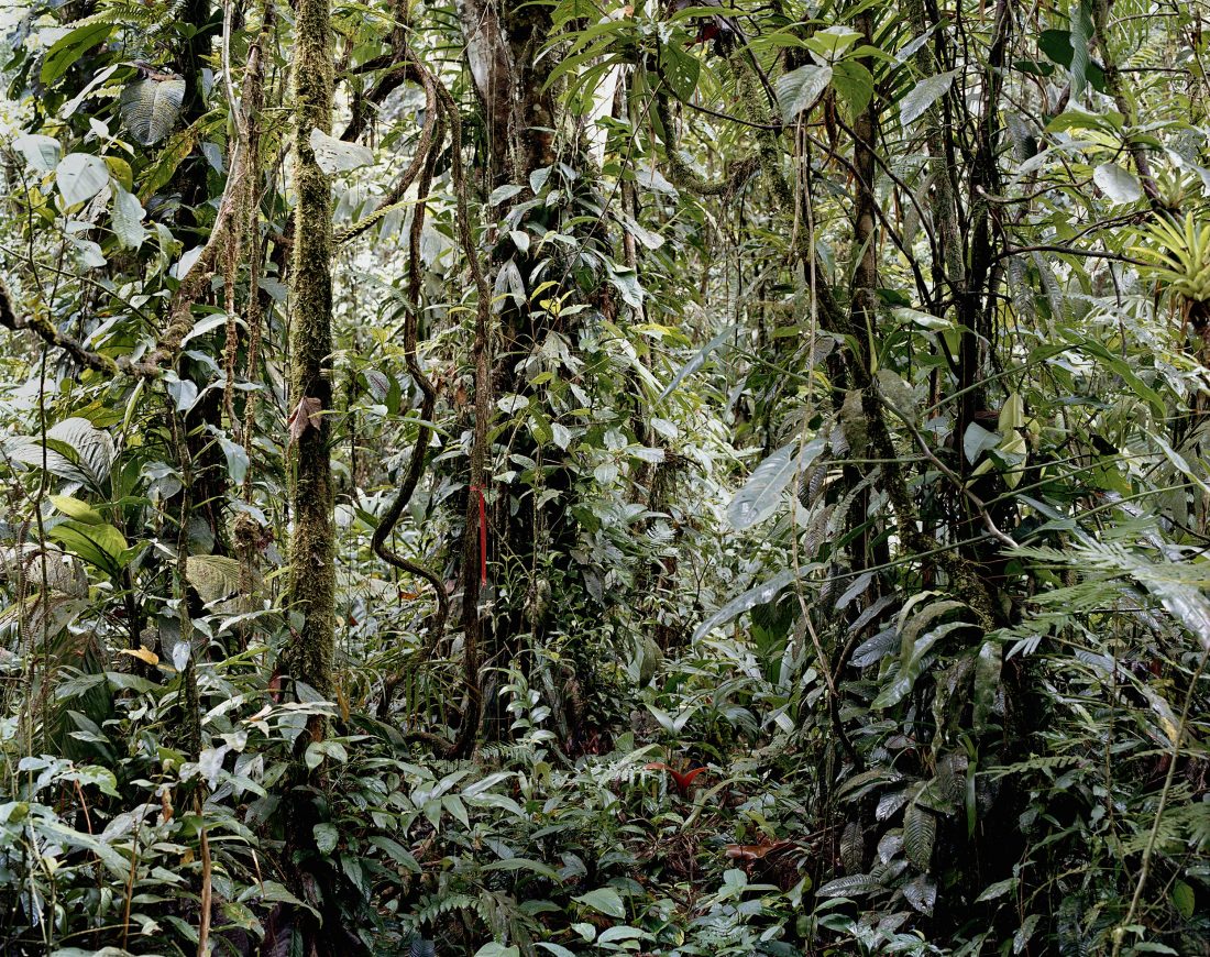 热带雨林中的宋代花鸟